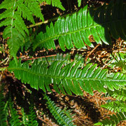 Rippenfarn (Blechnum spicant)