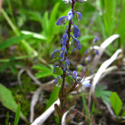 Sumpf-Kreuzblume (Polygala amarella)