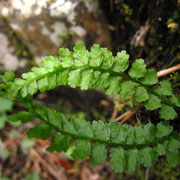 Grüner Streifenfarn (Asplenium viride)