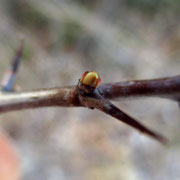 Eingriffel-Weißdorn (Crataegus monogyna) | Fam. Rosengewächse