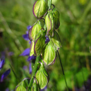 Wiesen-Kreuzblume (Polygala vulgaris)