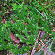 Kolben-Bärlapp (Lycopodium clavatum)