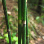 Winter-Schachtelhalm (Equisetum hyemale)