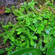 Schweizer Moosfarn (Selaginella helvetica)