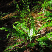 Rippenfarn (Blechnum spicant)