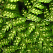 Großer Dornfarn (Dryopteris dilatata)