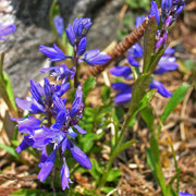 Bitter-Kreuzblume (Polygala amara)