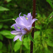 Borsten-Glockenblume (Campanula cervicaria)