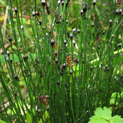 Bunt-Schachtelhalm (Equisetum variegatum)