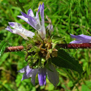 Borsten-Glockenblume (Campanula cervicaria)