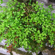 Mauer-Streifenfarn (Asplenium ruta-muraria)