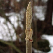 Wolliger Schneeball (Viburnum lantana) | Fam. Moschuskrautgewächse