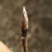Gewöhnliche Heckenkirsche (Lonicera xylosteum) | Fam. Geißblattgewächse
