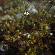 Finger-Steinrech (Saxifraga tridactylites)