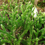 Kolben-Bärlapp (Lycopodium clavatum)