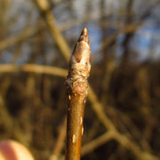 Echte Traubenkirsche (Prunus padus) | Fam. Rosengewächse