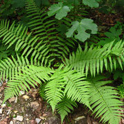 Echter Wurmfarn (Dryopteris filix-mas)