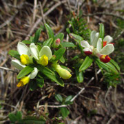 Buchs-Kreuzblume (Polygala chamaebuxus)