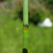 Teich-Schachtelhalm (Equisetum fluviatile)