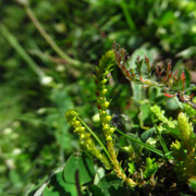 Schweizer Moosfarn (Selaginella helvetica)