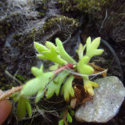 Finger-Steinrech (Saxifraga tridactylites)