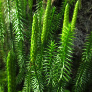 Schlangen-Bärlapp (Lycopodium annotinum)