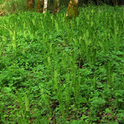 Straußenfarn (Matteuccia struthiopteris)