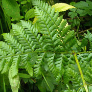 Großer Dornfarn (Dryopteris dilatata)