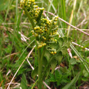 Mond-Rautenfarn (Botrychium lunaria)