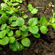 Pfennigkraut (Lysimachia nummularia)