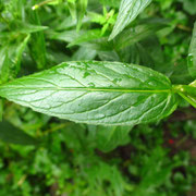 Drüsen-Weidenröschen (Epilobium ciliatum)