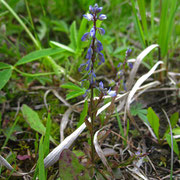 Sumpf-Kreuzblume (Polygala amarella)