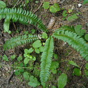 Lanzen-Schildfarn (Polystichum lonchitis)