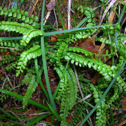 Grüner Streifenfarn (Asplenium viride)