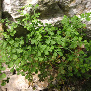 Mauer-Streifenfarn (Asplenium ruta-muraria)