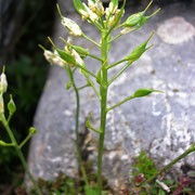 Immergrün-Felsenblümchen (Draba aizoides)