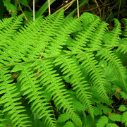 Wald-Frauenfarn (Athyrium filix-femina)