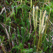 Kolben-Bärlapp (Lycopodium clavatum)