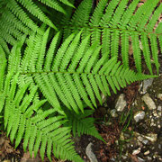 Echter Wurmfarn (Dryopteris filix-mas)