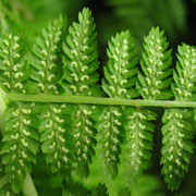 Wald-Frauenfarn (Athyrium filix-femina)