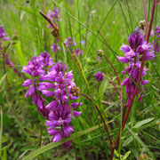 Schopf-Kreuzblume (Polygala comosa)