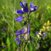 Wiesen-Kreuzblume (Polygala vulgaris)