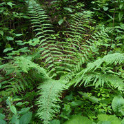 Dichtschuppen-Wurmfarn (Dryopteris affinis s.lat.)