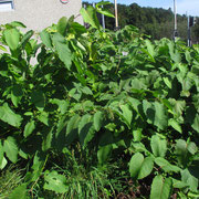 Sachalin-Flügelknöterich (Fallopia sachalinensis)