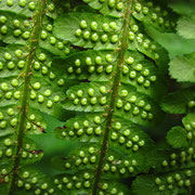 Dichtschuppen-Wurmfarn (Dryopteris affinis s.lat.)