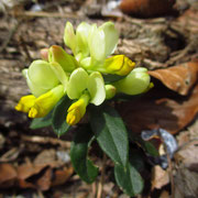 Buchs-Kreuzblume (Polygala chamaebuxus)