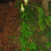 Ähren-Teufelskralle (Phyteuma spicatum)