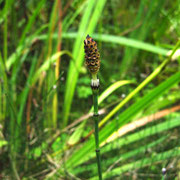 Bunt-Schachtelhalm (Equisetum variegatum)