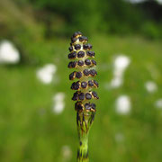 Teich-Schachtelhalm (Equisetum fluviatile)