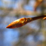 Hainbuche (Carpinus betulus) | Fam. Birkengewächse